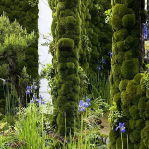 Immortal Moss